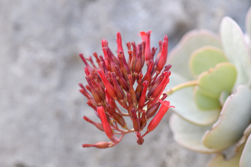 Kalanchoe farinacea (Kalanchoe farinacea)