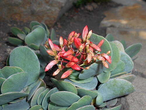 Kalanchoe farinacea: Kalanchoe farinacea , Botanischer Garten Berlin.
