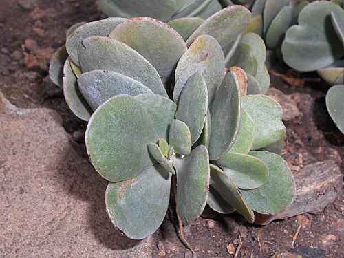 Kalanchoe farinacea: Kalanchoe farinacea , Botanischer Garten Berlin.