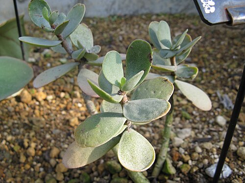 Kalanchoe farinacea: Kalanchoe scapigera Place:Osaka Prefectural Flower Garden,Osaka,Japan