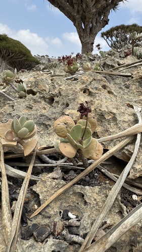 Kalanchoe farinacea (Kalanchoe farinacea)
