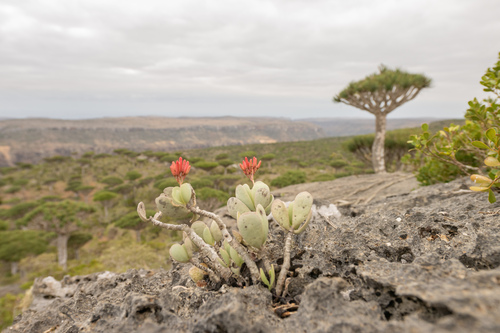 Kalanchoe farinacea (Kalanchoe farinacea)