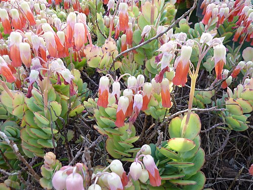 Lavender scallops: Kalanchoe fedtschenkoi flowering in the Jardín Botánico Canario Viera y Clavijo , there labeled Bryophyllum fedtschenkoi .
