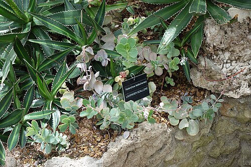 Lavender scallops: Botanical specimen in Krohn Conservatory, Eden Park, Cincinnati, Ohio, USA.