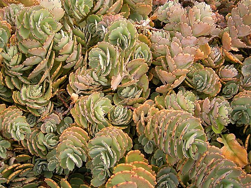 Lavender scallops: Kalanchoe fedtschenkoi