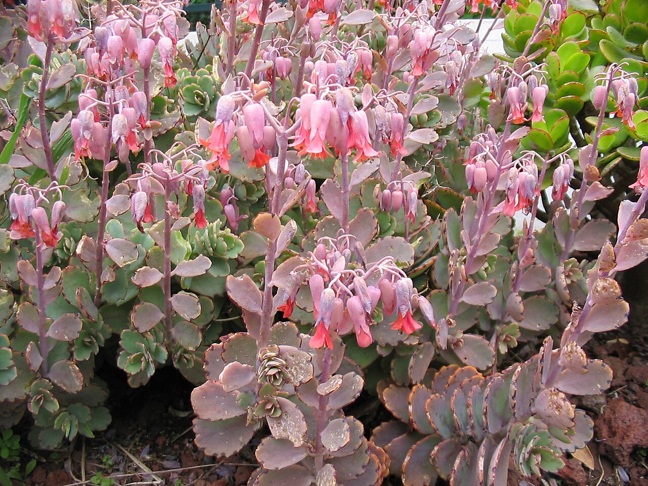 Lavender scallops: Kalanchoe fedtschenkoi (Syn.: Bryophyllum fedtschenkoi ) - Habitus