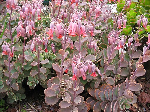 Lavender scallops: Kalanchoe fedtschenkoi (Syn.: Bryophyllum fedtschenkoi ) - Habitus