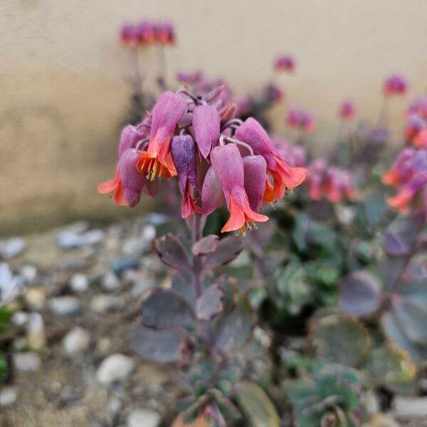 Lavender scallops (Kalanchoe fedtschenkoi)