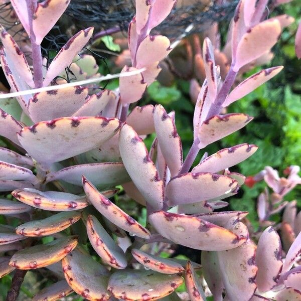 Lavender scallops (Kalanchoe fedtschenkoi)