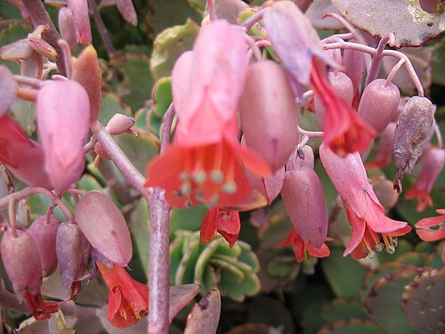 Lavender scallops: Kalanchoe fedtschenkoi (Syn.: Bryophyllum fedtschenkoi ) - Flower