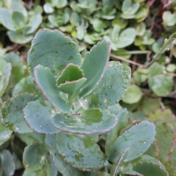 Lavender scallops (Kalanchoe fedtschenkoi)