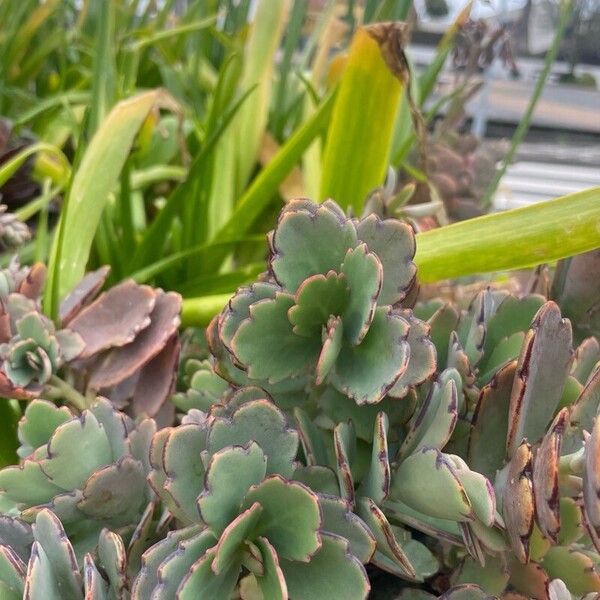 Lavender scallops (Kalanchoe fedtschenkoi)