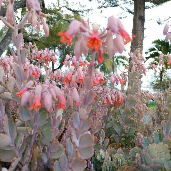 Lavender scallops (Kalanchoe fedtschenkoi)