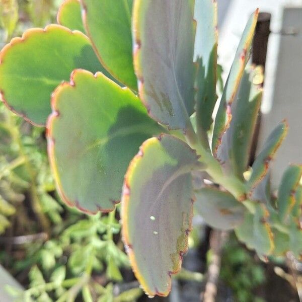 Lavender scallops (Kalanchoe fedtschenkoi)