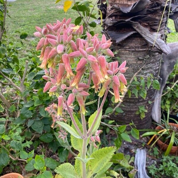 Palm beachbells (Kalanchoe gastonis-bonnieri)