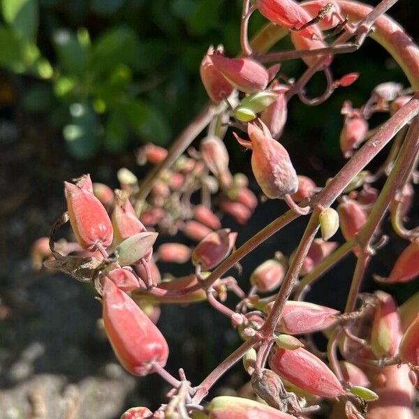 Palm beachbells (Kalanchoe gastonis-bonnieri)