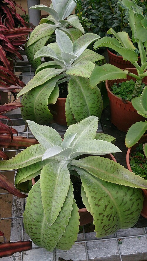 Palm beachbells: Bryophyllum gastonis-bonnieri. Common name: Donkey Ears.