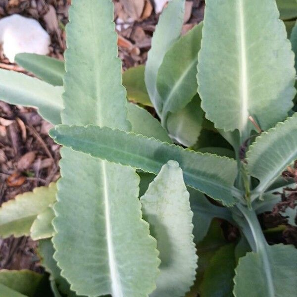 Palm beachbells (Kalanchoe gastonis-bonnieri)