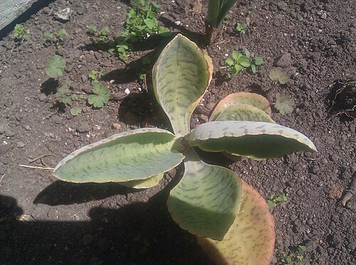 Palm beachbells (Kalanchoe gastonis-bonnieri)
