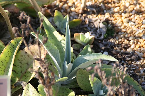 Palm beachbells: Location taken: Fairchild Tropical Botanic Garden, Miami, FL USA. Names: Kalanchoe gastonis-bonnieri R.-Hamet & Perrier, Donkey Ears, Giant Kalanchoe, Good Luck