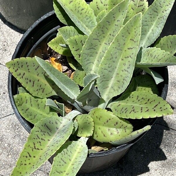 Palm beachbells (Kalanchoe gastonis-bonnieri)