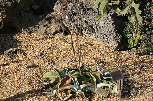 Palm beachbells: Location taken: Fairchild Tropical Botanic Garden, Miami, FL USA. Names: Kalanchoe gastonis-bonnieri R.-Hamet & Perrier, Donkey Ears, Giant Kalanchoe, Good Luck