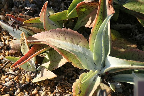 Palm beachbells: Location taken: Fairchild Tropical Botanic Garden, Miami, FL USA. Names: Kalanchoe gastonis-bonnieri R.-Hamet & Perrier, Donkey Ears, Giant Kalanchoe, Good Luck