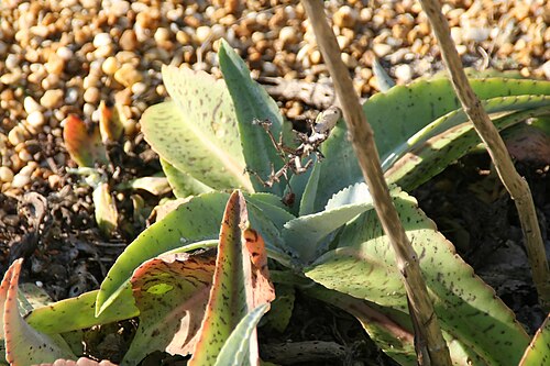 Palm beachbells: Location taken: Fairchild Tropical Botanic Garden, Miami, FL USA. Names: Kalanchoe gastonis-bonnieri R.-Hamet & Perrier, Donkey Ears, Giant Kalanchoe, Good Luck