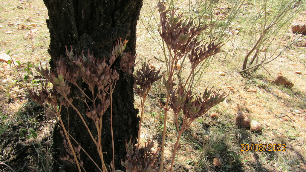 Kalanchoe glaucescens (Kalanchoe glaucescens)