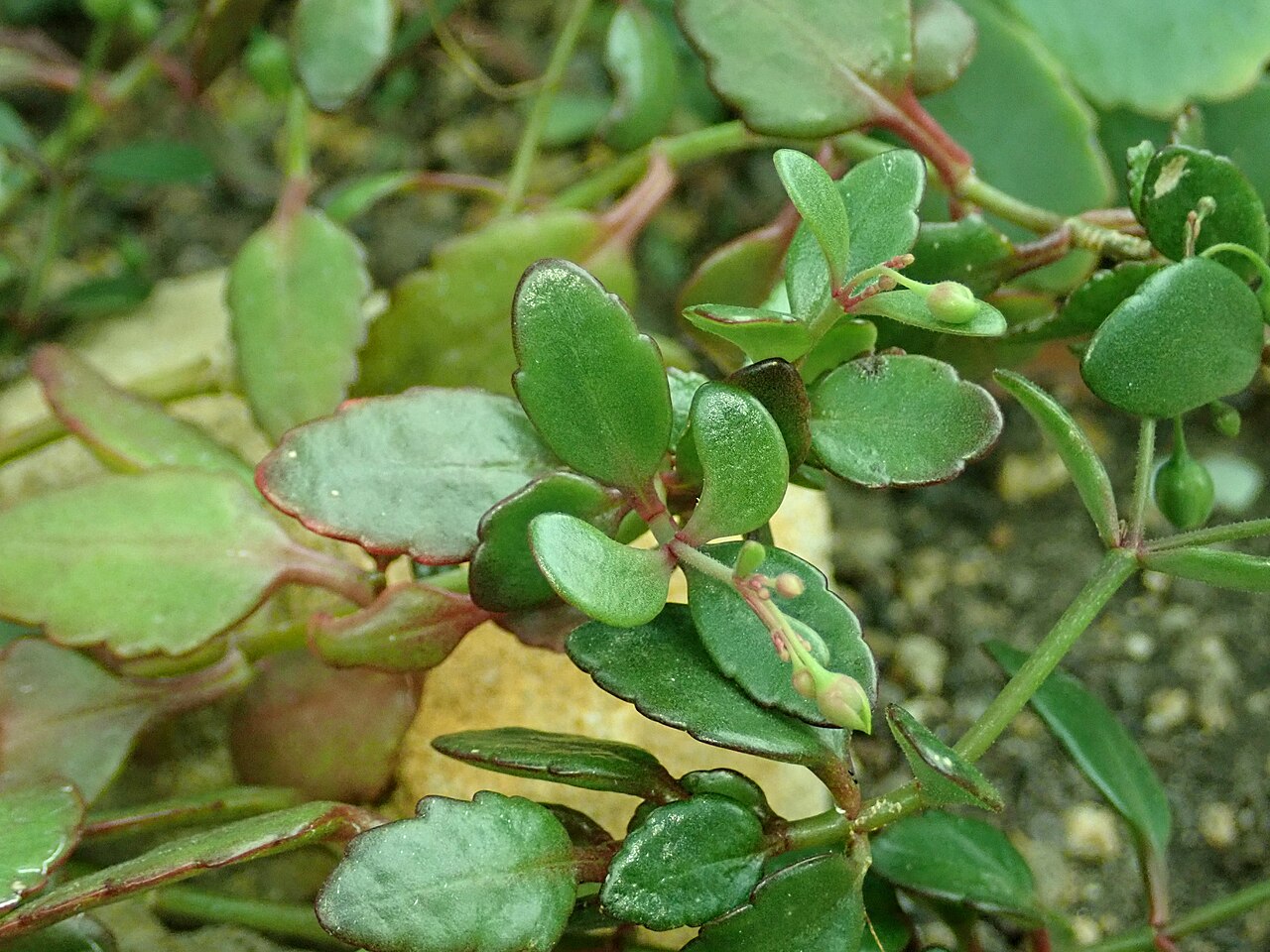 Kalanchoe gracilipes: Kalanchoe gracilipes , botanical garden in Berlin.