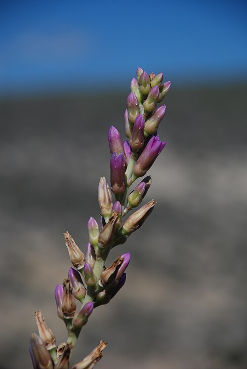 Kalanchoe grandidieri: Kalanchoe grandidieri in Madagascar