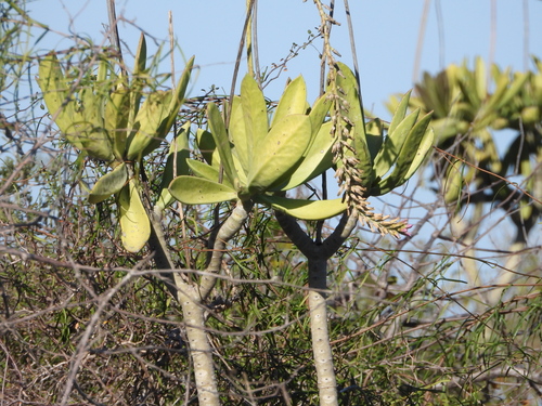 Kalanchoe grandidieri (Kalanchoe grandidieri)