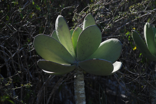 Kalanchoe grandidieri (Kalanchoe grandidieri)