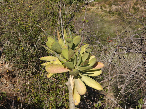 Kalanchoe grandidieri (Kalanchoe grandidieri)