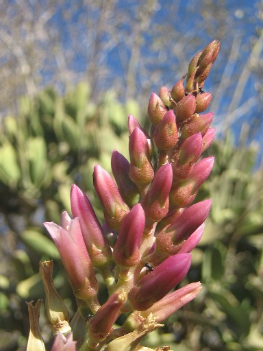 Kalanchoe grandidieri: Kalanchoe grandidieri
