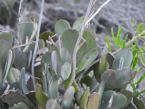 Kalanchoe grandidieri (Kalanchoe grandidieri)