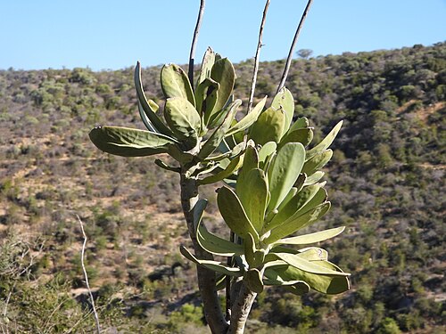 Kalanchoe grandidieri: Kalanchoe grandidieri grandidieri in Madagascar