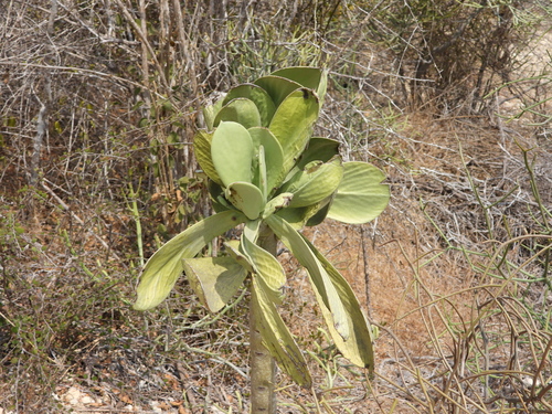 Kalanchoe grandidieri (Kalanchoe grandidieri)