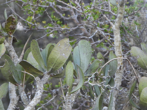 Kalanchoe grandidieri (Kalanchoe grandidieri)
