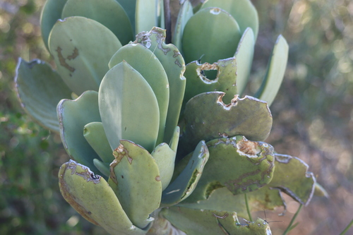Kalanchoe grandidieri (Kalanchoe grandidieri)