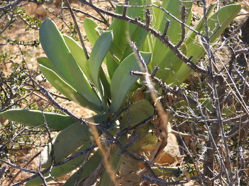 Kalanchoe grandidieri (Kalanchoe grandidieri)