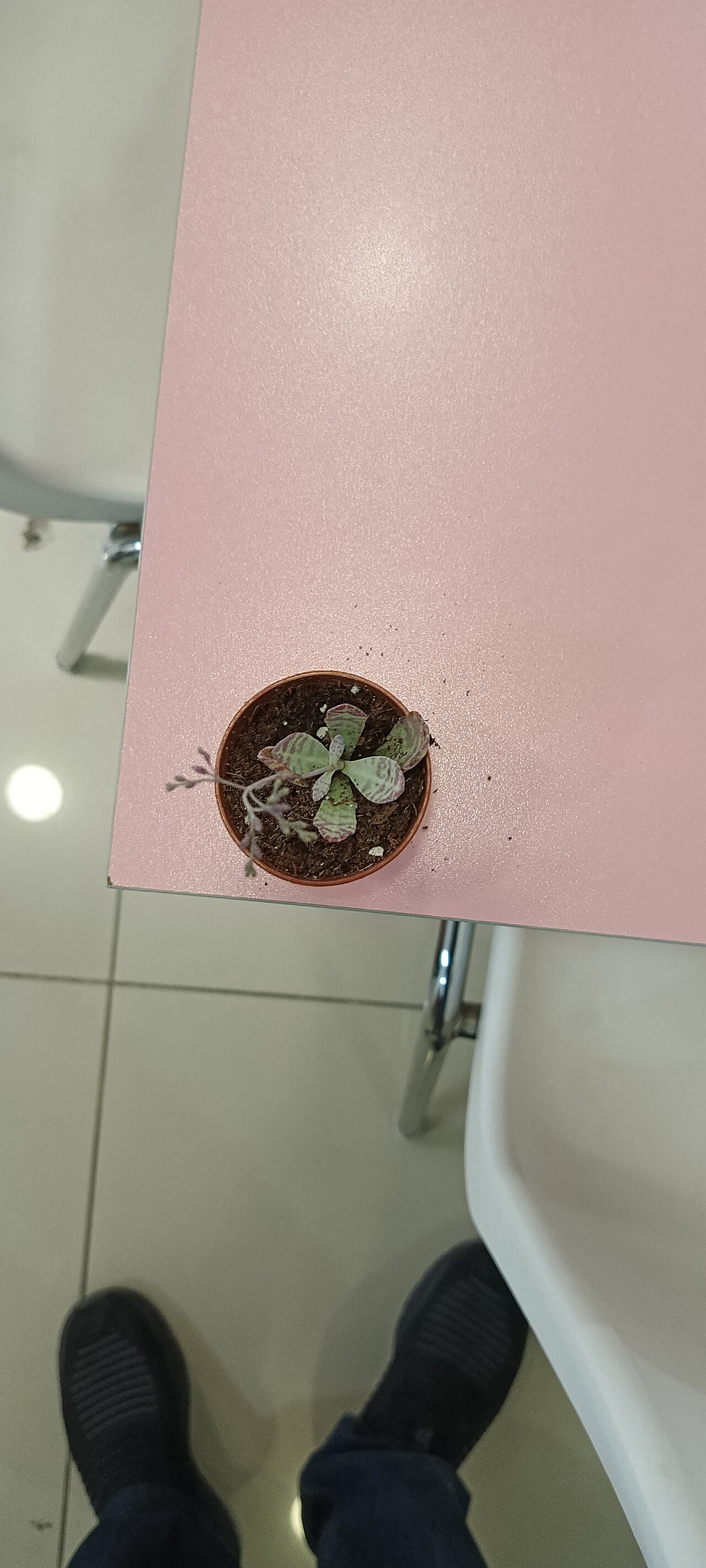 Kalanchoe humilis: Çiçekler