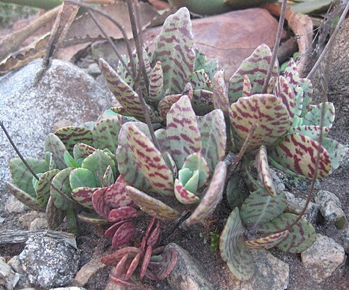 Kalanchoe humilis: Kalanchoe humilis (= Kalanchoe figueiredoi) from Nampula province. Planted in my rock garden in Mozambique.