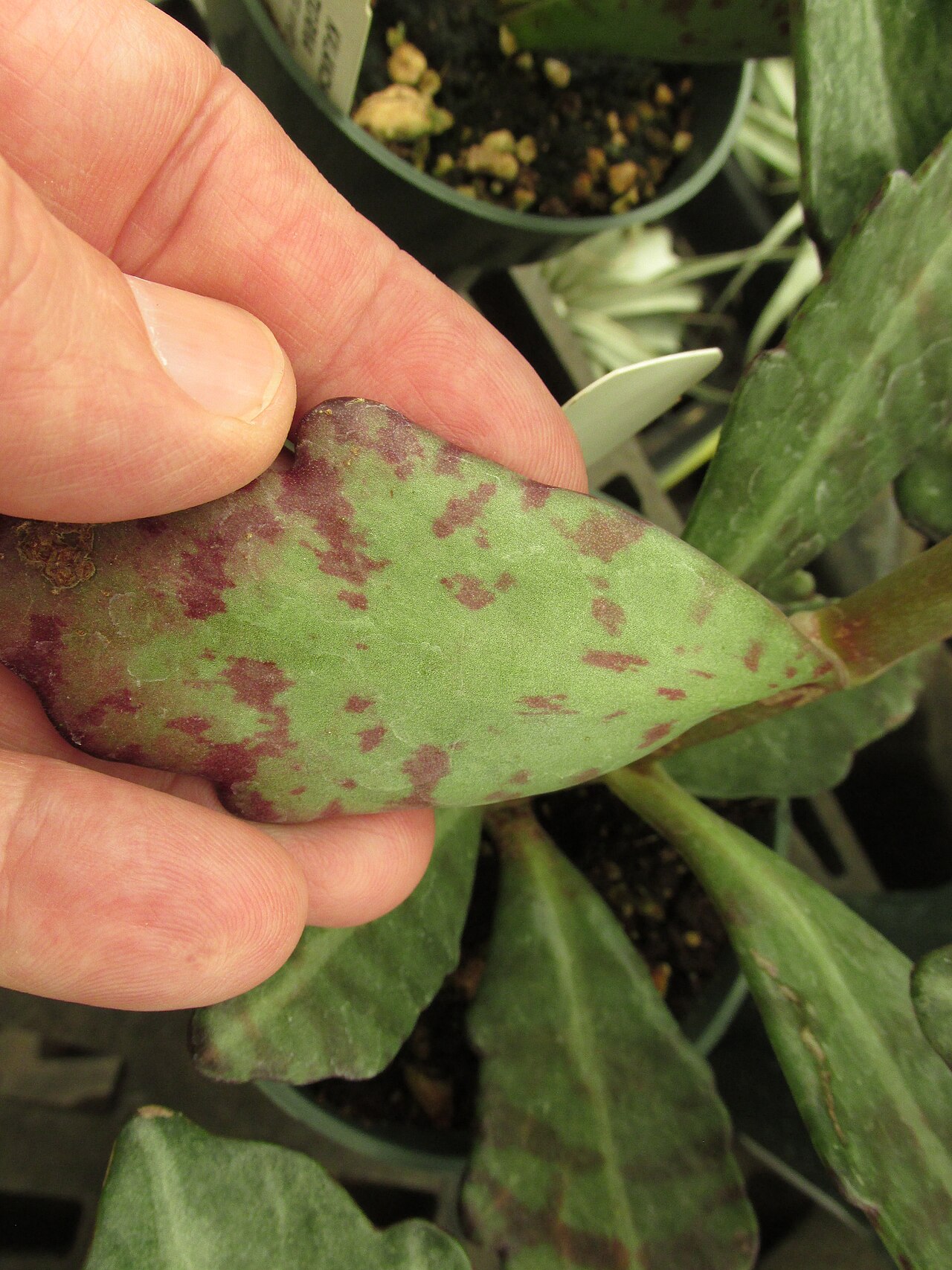 Kalanchoe humilis: Kalanchoe tigrina (Kalanchoe) Leaves at Home Depot Kahului, Maui, Hawaii. February 08, 2017 #170208-6855 Image Use Policy Also called Kalanchoe humilis