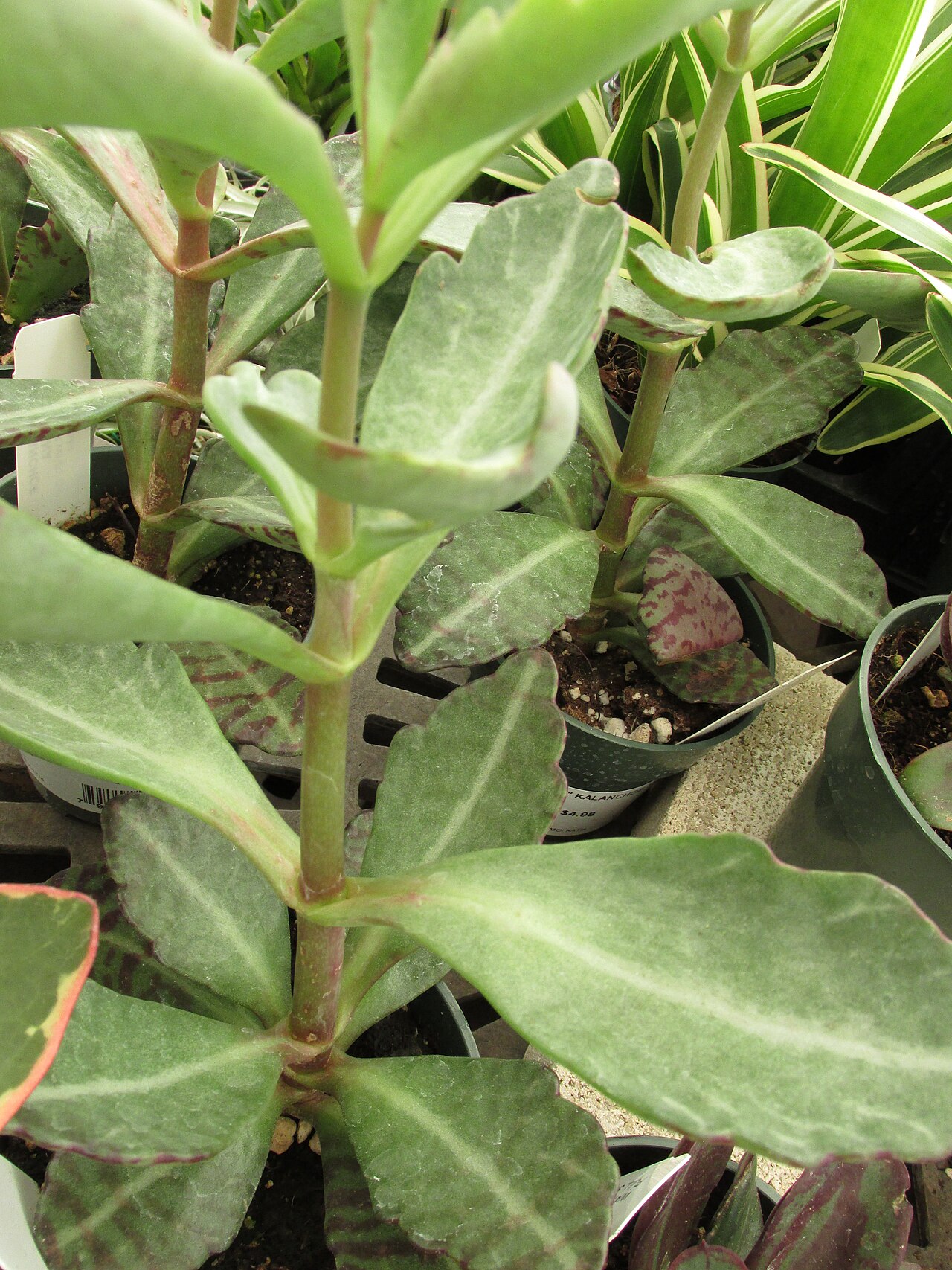 Kalanchoe humilis: Kalanchoe tigrina (Kalanchoe) Leaves at Home Depot Kahului, Maui, Hawaii. February 08, 2017 #170208-6854 Image Use Policy Also called Kalanchoe humilis