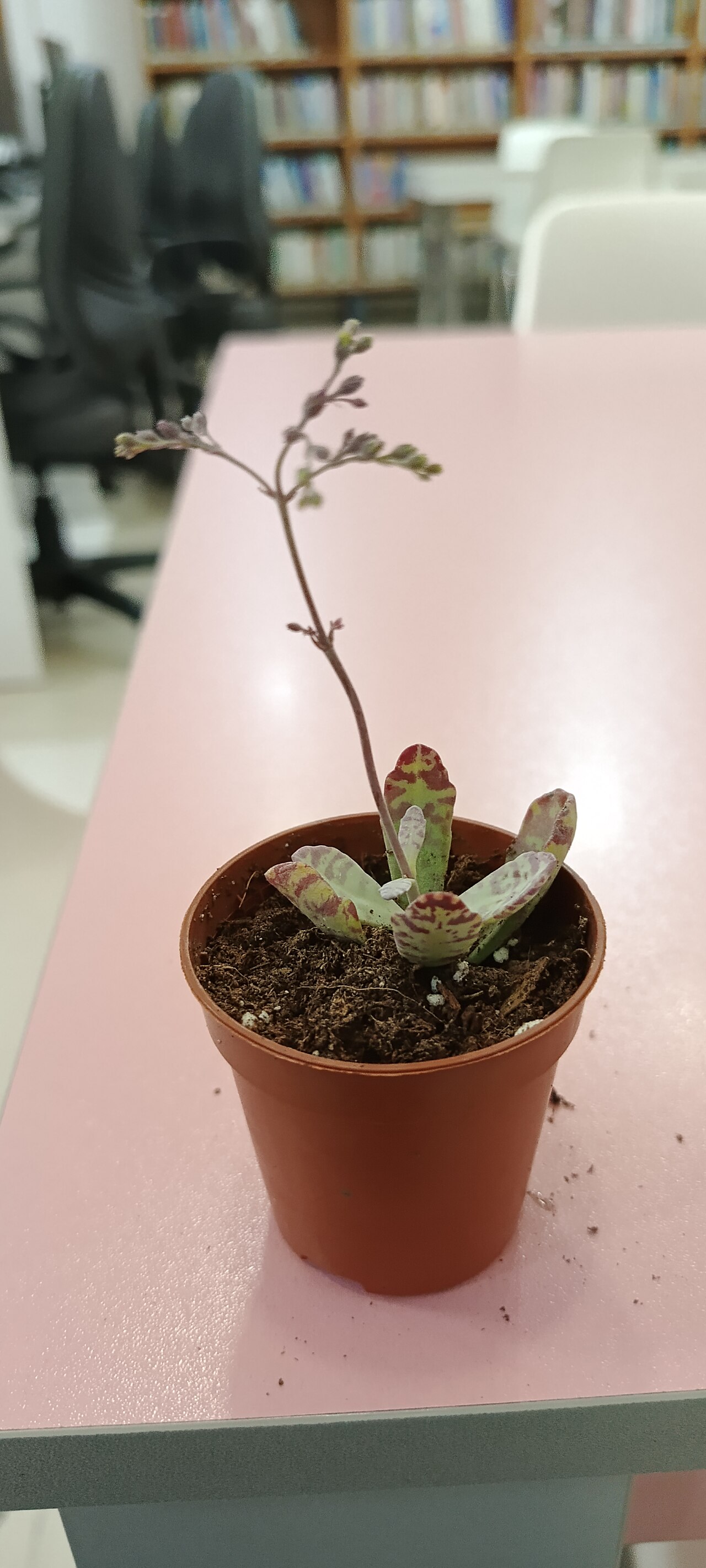 Kalanchoe humilis: Çiçekler