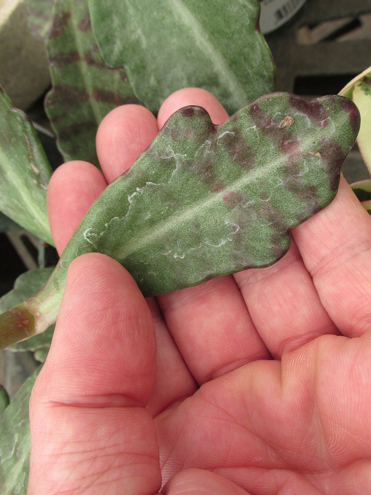 Kalanchoe humilis: Kalanchoe tigrina (Kalanchoe) Leaves at Home Depot Kahului, Maui, Hawaii. February 08, 2017 #170208-6853 Image Use Policy Also called Kalanchoe humilis