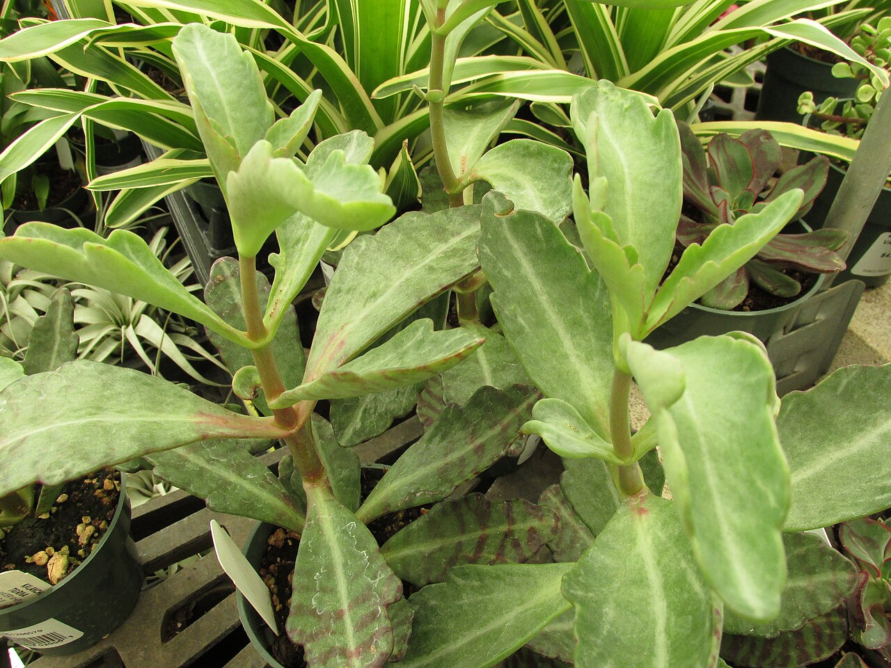 Kalanchoe humilis: Kalanchoe tigrina (Kalanchoe) In pot at Home Depot Kahului, Maui, Hawaii. February 08, 2017 #170208-6851 Image Use Policy Also called Kalanchoe humilis