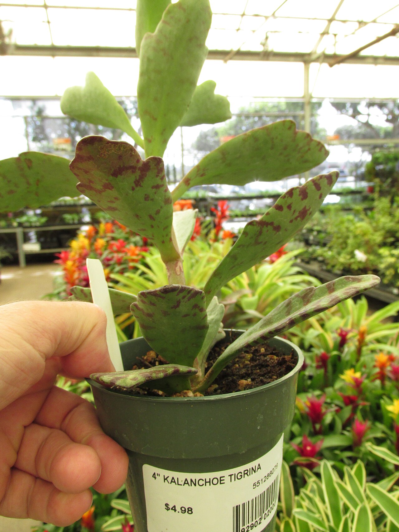 Kalanchoe humilis: Kalanchoe tigrina (Kalanchoe) In pot at Home Depot Kahului, Maui, Hawaii. February 08, 2017 #170208-6852 Image Use Policy Also called Kalanchoe humilis