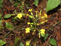 Neverdie (Kalanchoe integra)